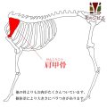 【在庫一掃】エゾ鹿 肩甲骨(へら骨)【1人2個まで】