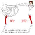 【在庫一掃】エゾ鹿 脛骨(けいこつ)/橈骨(とうこつ) どちらかを発送します。【1人3個まで】