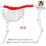 【2月1日より値上げ】犬用 エゾ鹿 背骨4本 (約1kg)   生食OK！【1人5個まで】